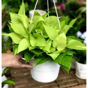 cây trầu bà lọc không khí