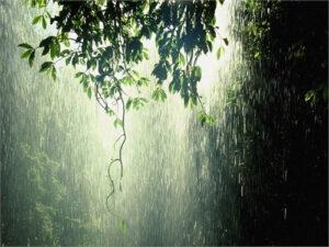 chăm sóc cây cảnh khi trời mưa