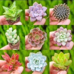 chăm sóc cây sau khi nhân giống