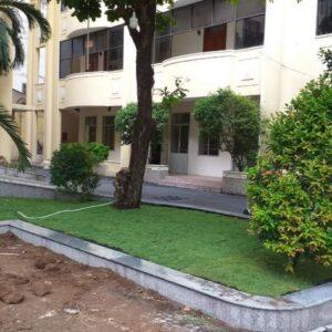 cỏ lông heo trồng viền