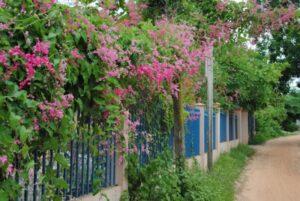 cỏ lông heo trồng viền