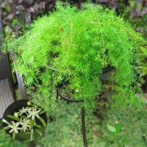 cọc chống cho cây leo