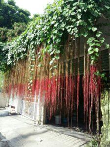 cọc chống cho cây leo