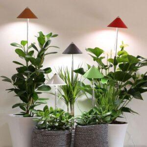đèn grow light trồng cây trong nhà