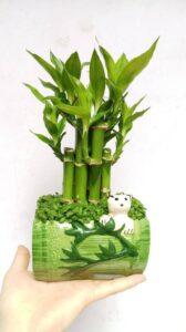 dụng cụ cần thiết để nhân giống cây