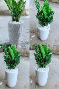dụng cụ cần thiết để nhân giống cây
