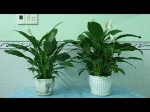 làm sạch bụi trên lá cây kiểng