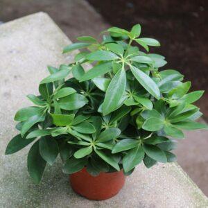 làm sạch lá cây kiểng có phấn trắng