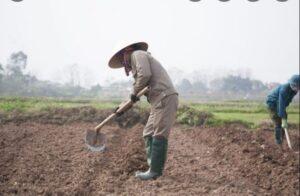 lợi ích của phân bón hữu cơ