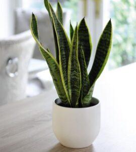 mẹo vệ sinh lá cây cảnh