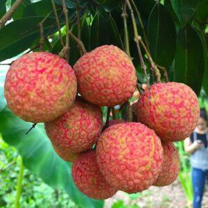 nhân giống cây cảnh bằng hạt