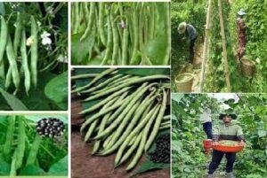 nhân giống cây cảnh bằng lá