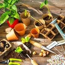 nhân giống cây cảnh bằng lá