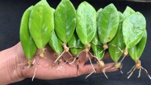 nhân giống cây cảnh bằng lá
