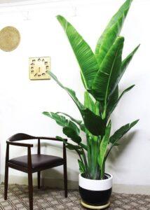 nhân giống cây cảnh không cần đất