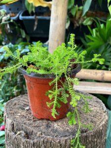 nhân giống cây cảnh không cần đất