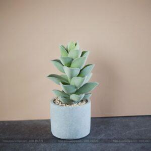 nhân giống cây cảnh mini để bàn