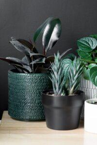 nhân giống cây cảnh tại nhà