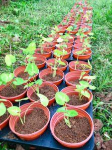 nhân giống cây cảnh tại nhà