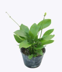 nhân giống cây cảnh thủy sinh