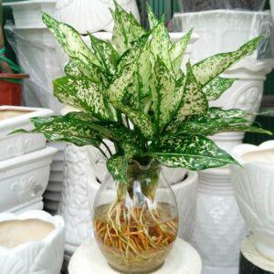 nhân giống cây cảnh thủy sinh