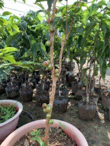 nhân giống cây mọng nước