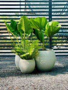 nhiệt kế & ẩm kế cho cây
