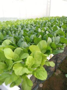 phân bón hữu cơ cho rau sạch