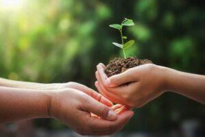 phân bón hữu cơ tiết kiệm chi phí