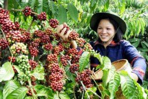 phân bón hữu cơ từ xác cà phê