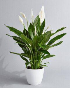 phân hữu cơ cho cây trồng trong chậu