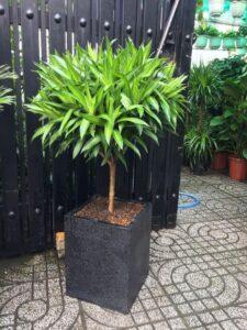 phân hữu cơ thân thiện môi trường