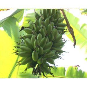 phân hữu cơ từ chuối