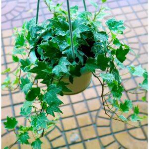 bình tưới cây mini