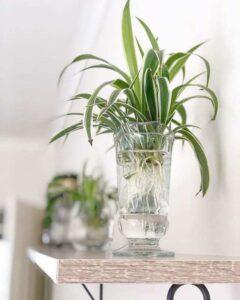 bình tưới cây mini