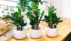 phụ kiện chăm sóc cây để bàn
