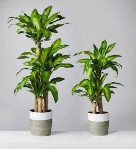 sai lầm khi làm sạch lá cây cảnh