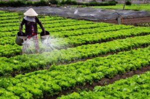 sử dụng phân hữu cơ như thế nào