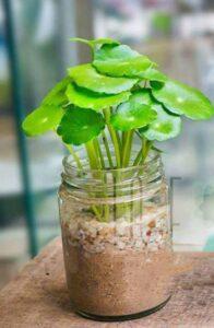 tần suất vệ sinh lá cây kiểng