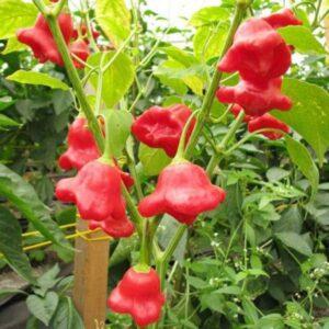 thời điểm thích hợp để nhân giống cây