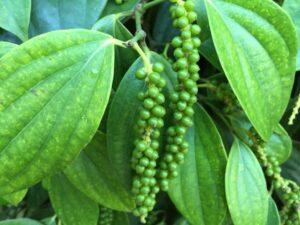 thời điểm thích hợp để nhân giống cây