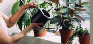 tưới nước cây cảnh trong nhà