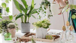 tưới nước cây cảnh trong nhà