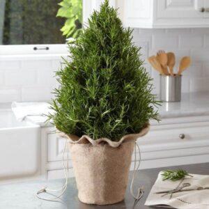ứng dụng cây nhân giống làm quà tặng