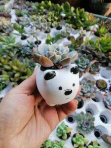 xương rồng mini