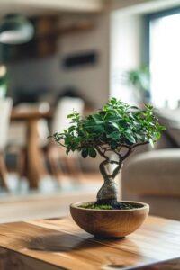 Bonsai để bàn