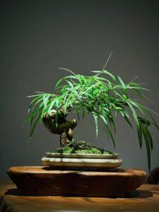 Bonsai gỗ lũa