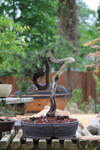 Bonsai lá kim