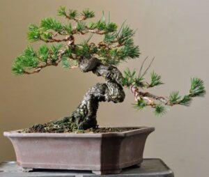 Bonsai lá kim
