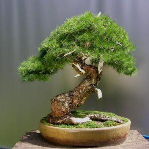 Bonsai lá kim